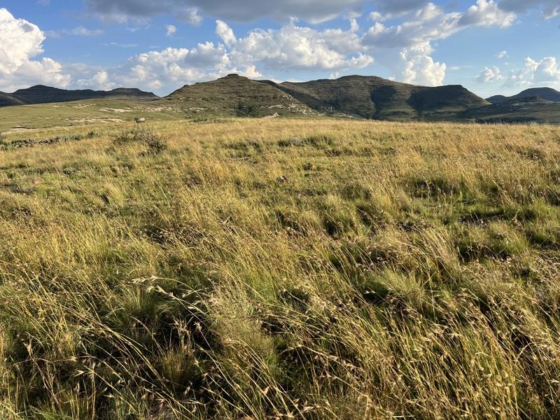 0 Bedroom Property for Sale in Fouriesburg Free State